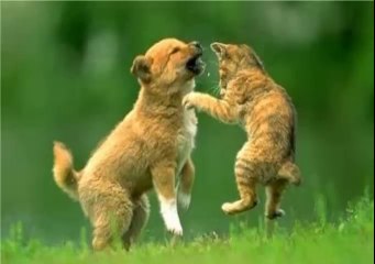 POR QUÉ LOS PERROS Y LOS GATOS SE PELEAN