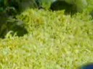 souris des Galerie Lafayette