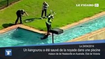 Un kangourou sauvé de la noyade dans une piscine en Australie