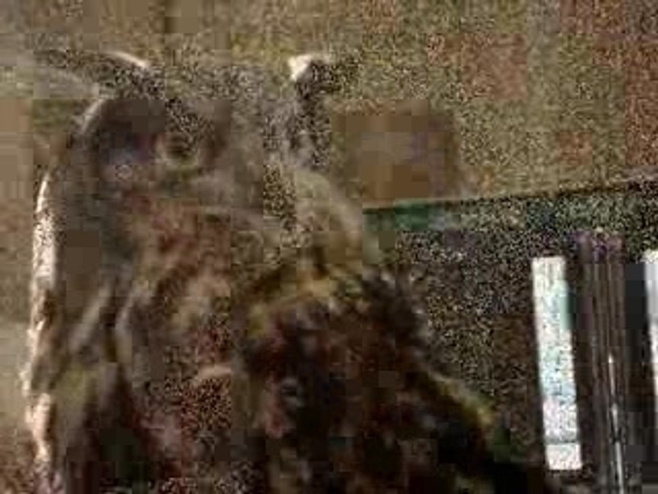 1er Salon du cinéma 2007