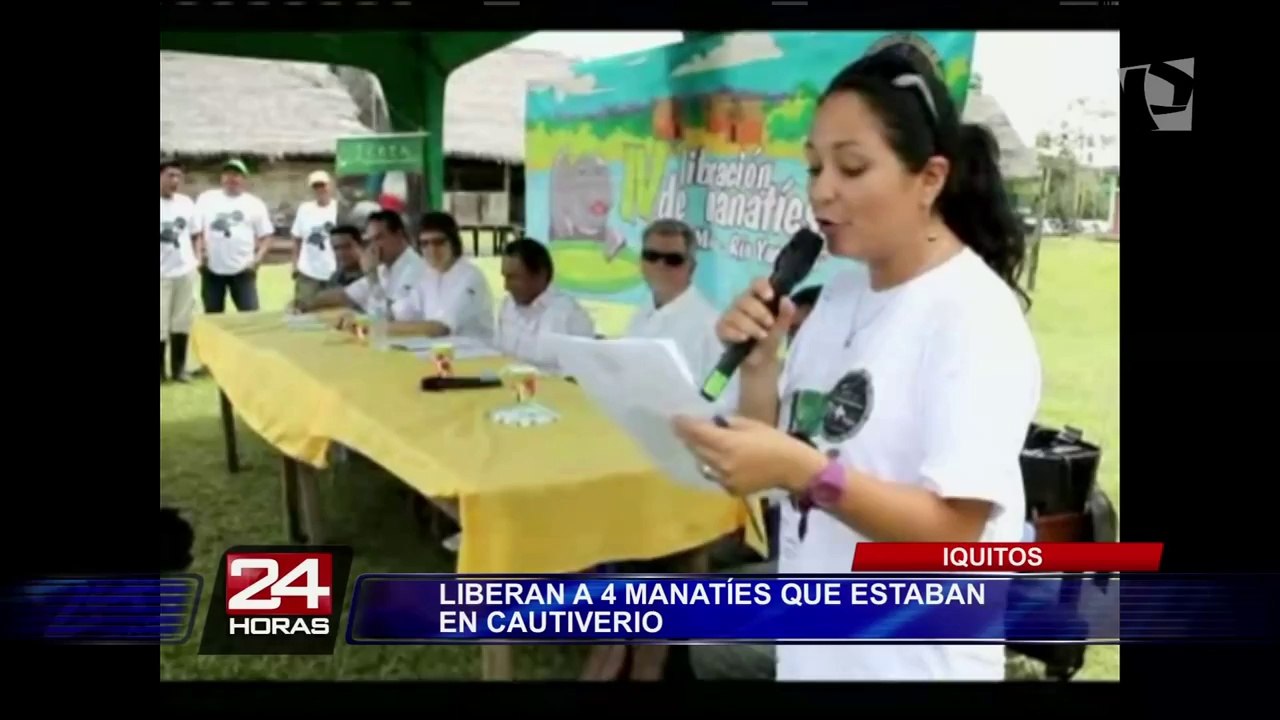 Loreto: liberan a cuatro manatíes amazónicos tras ser rehabilitados