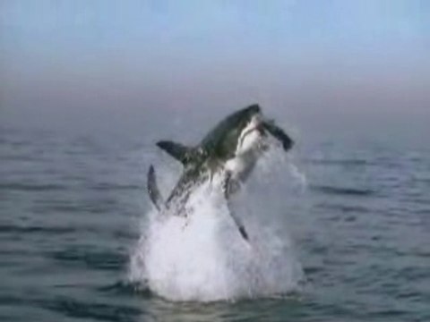 attaque-requin-blanc phoque