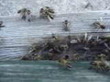 Aération d'une ruche par les ouvrières d'une colonie. تهوية خلية نحل من طرف عاملات
