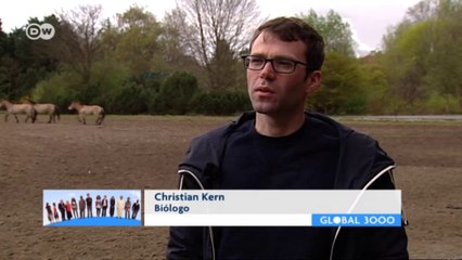 Caballos de Przewalski: salvados de la extinción |