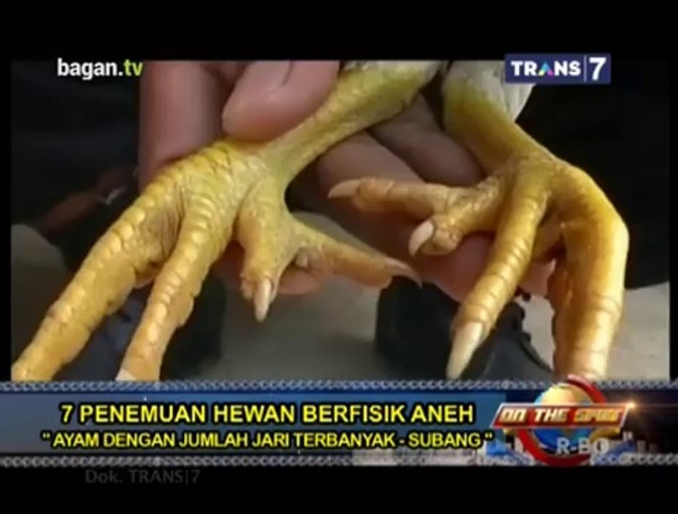 7 Penemuan Hewan Berfisik Aneh - On The Spot Trans7