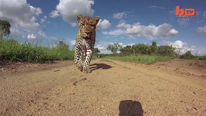 Un leopard vole une GoPro... Magique!