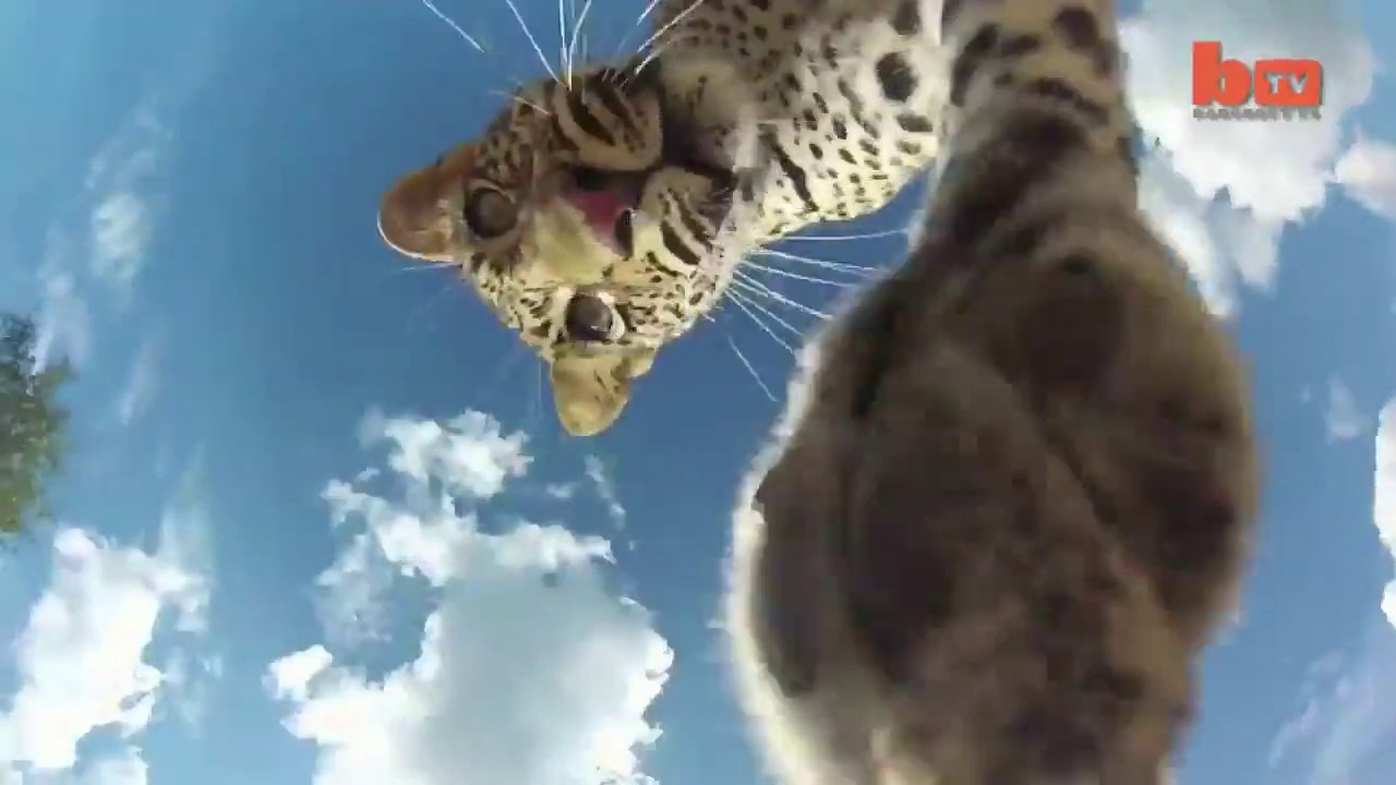 Leopard Steals Recording GoPro