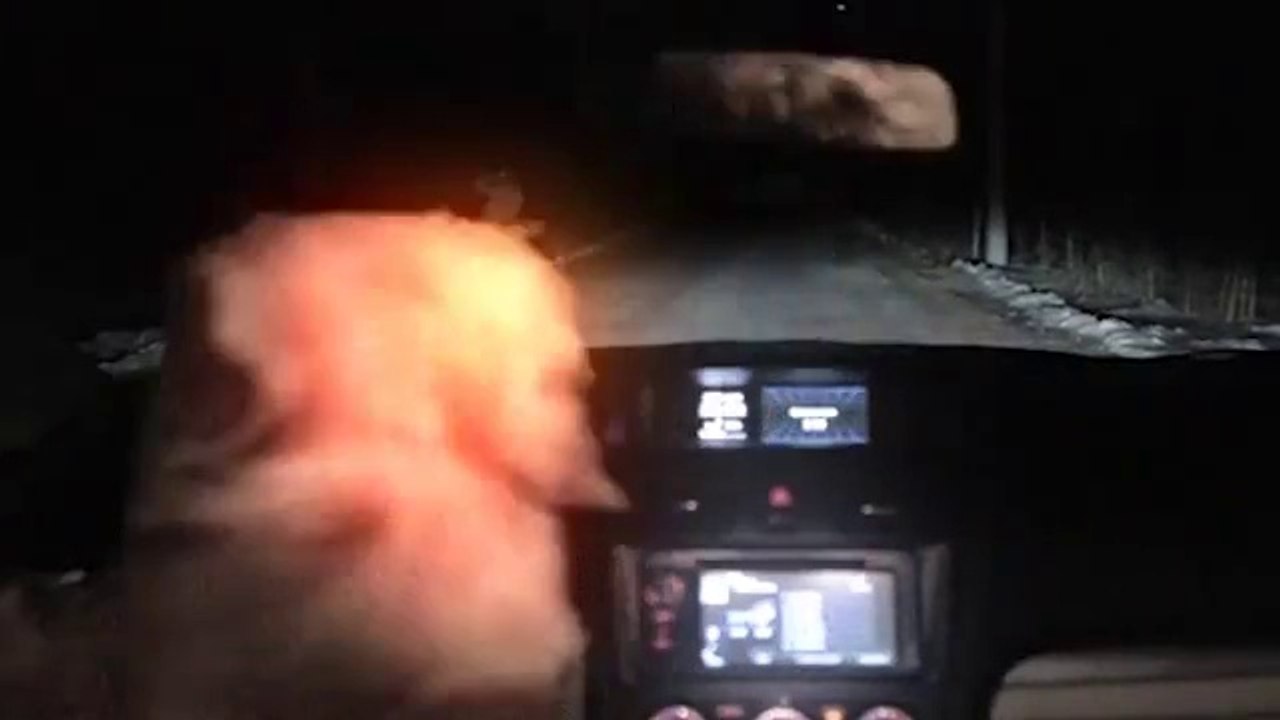 Un chien vole une voiture... Pub Subaru hilarante!