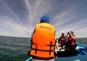 Tourists Come Face to Face With Gray Whales in Mexico