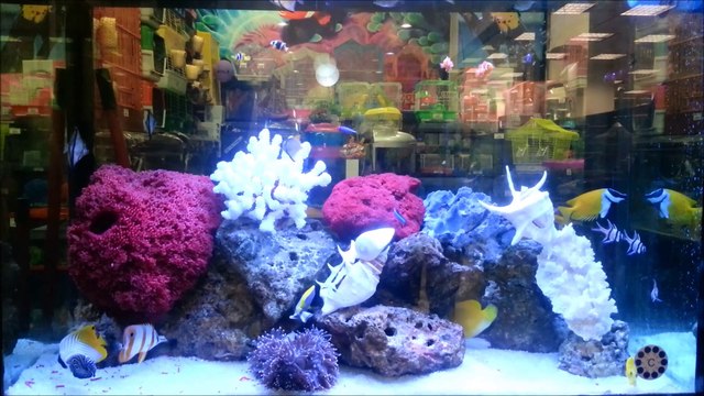 Tropikal Akvaryum Deniz Canlıları Tuzlu Su Balıkları