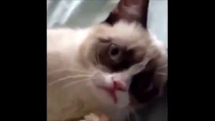FUNNY VIDEOS - Funny Cats - Cute Cat Videos - Cats Funny Compilation - Funny Animals