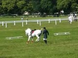 horses dressage capriola