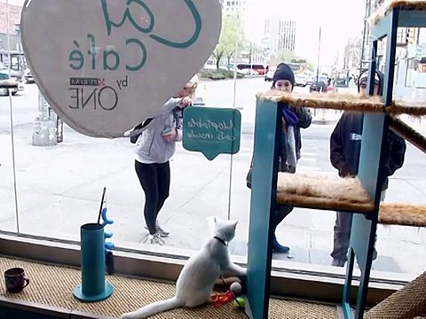 Первое «кошачье кафе» открылось в Нью-Йорке