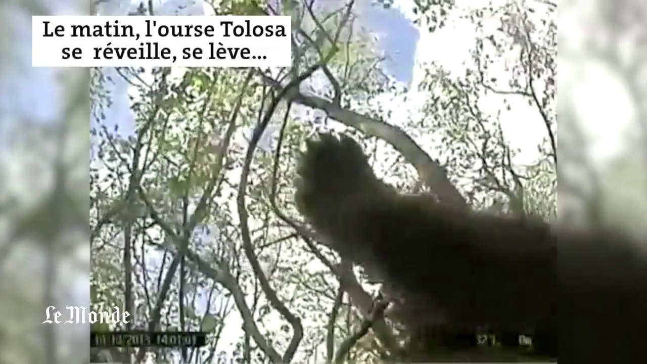 Caméra embarquée dans la vie d'une ourse sauvage