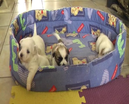 chiots COTON DE TULEAR de Galante et Ferry, à 3 semaines