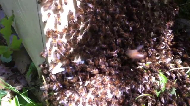 Capture d'un essaim d'abeilles