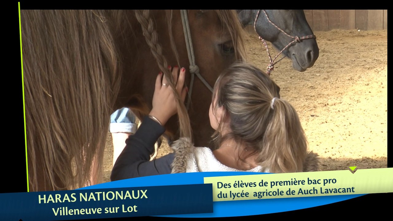 Accompagnement psychopédagogique avec le cheval (HARAS-Villeneuve sur Lot)