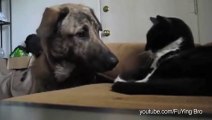 Des chiens font ami-ami avec des chats - Compil d'animaux craquants!