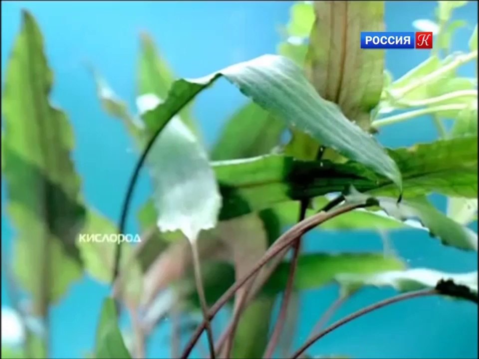 Куски Бибигона (ДТС, Россия-1, Россия-2)