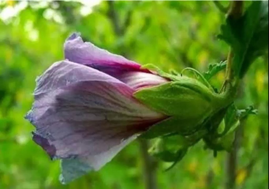 POR QUÉ LAS FLORES SE CIERRAN DE NOCHE