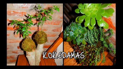 PROGRAMA 10 TRIPLE WWW