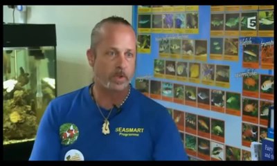 Poisson-clown,star en péril !! French