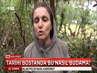Boğaz'ın yanıbaşı Kuzguncuk'ta ağaç katliamına isyan