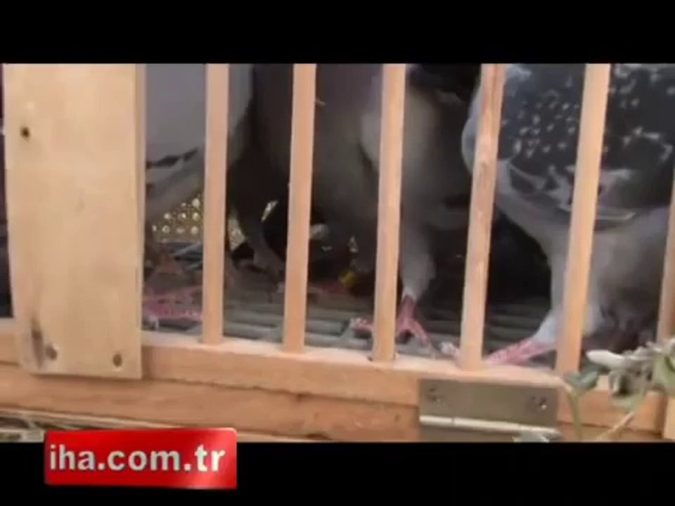 Posta-guvercinleri-sasirtiyor