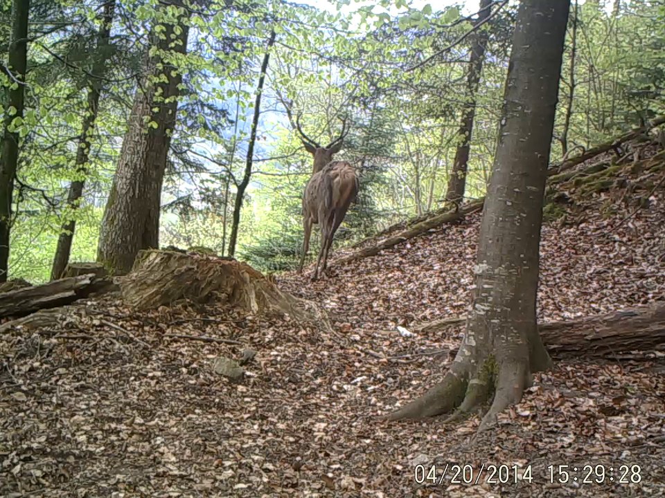 jeune cerf