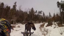 This moose is not afraid of snowmobiles
