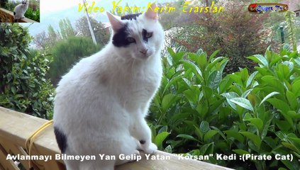 Avlanmayı Bilmeyen Yan Gelip Yatan "Korsan" Kedi :(Pirate Cat) Antalya