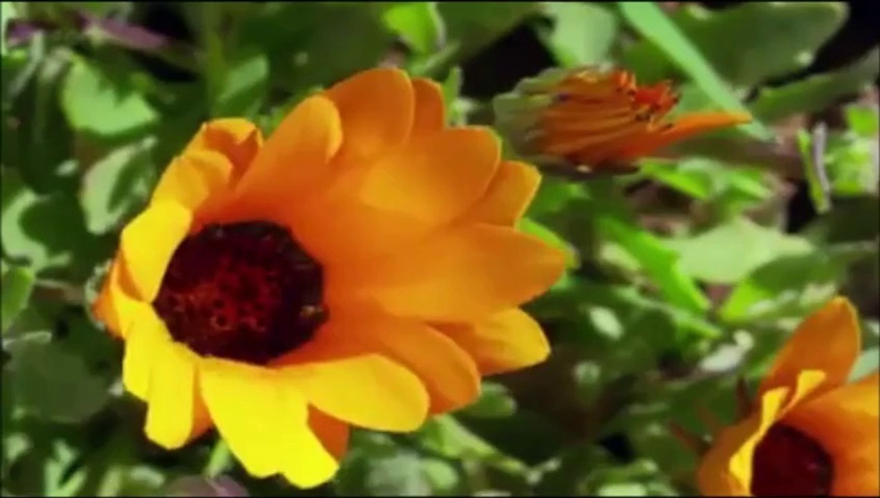 Deryalar geçerim susuz gezerim Beni kandıracak umman bulunmaz