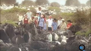 Galapagos Active Cruises:  A Galapagos Cruise For Active People by Quasar Expeditions