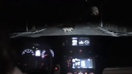 If You Hit a Dog Someday , Do Not Be Taken (Commercial Subaru)