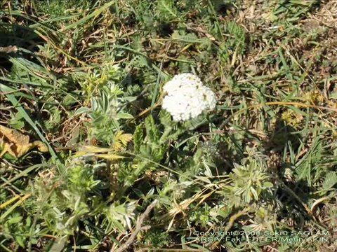 MUSA EROĞLU-Harmana sererler sarı samanı,