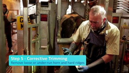 Healthy Hooves Solution for Dairy Catle Lameness