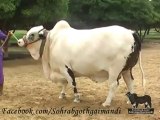 Shah Cattle Farm Bachra 1