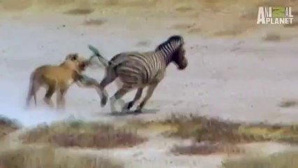 Zebra ile Aslanın Mücadelesi