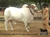 Shah Cattle Farm Bachra 4