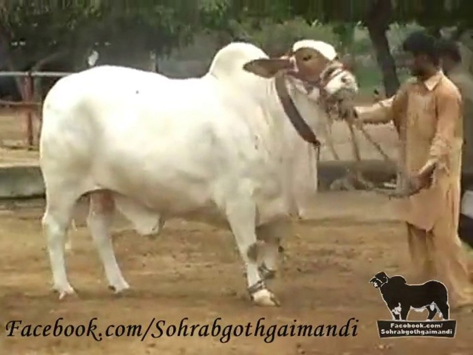 Shah Cattle Farm Bachra 4