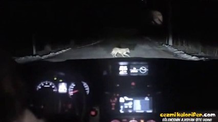 Köpeğin Çakal Olanı