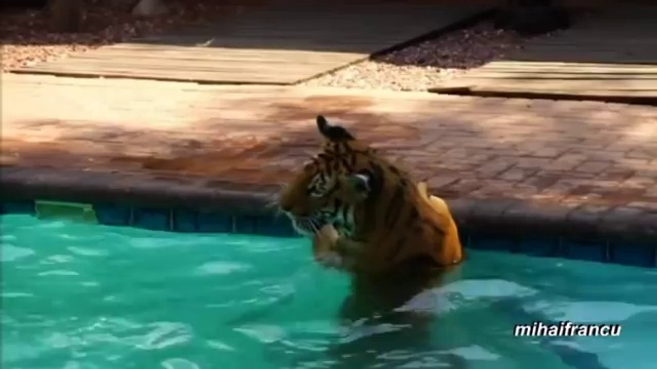 Animals on Vacation Compilation