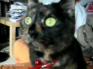 Cat Has War Flashbacks - Kitty Videos Funny