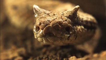 Boynuzlu Çöl Engereği | Hayatın Hızı