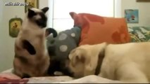 Cats Boxing Funny Compilation 2014 [NEW]