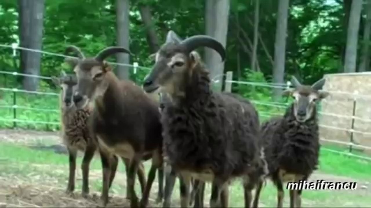 Creepy Stalking Goats