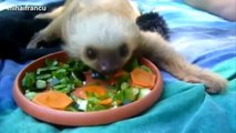 Cute Animals Eating Compilation 2014 - Cute Animals Doing Cute Things