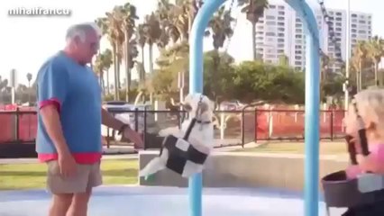 Dogs And Puppies On Swings Compilation 2014 [NEW]