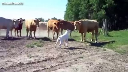 Funny And Cute Animals Getting Scared Compilation 2014 [NEW]