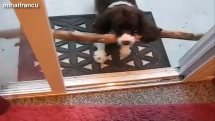 Funny and cute dog fails compilation 2014 - Dogs with sticks version